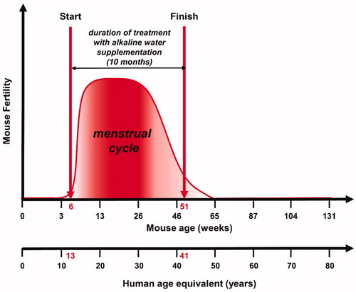 Figure 1. Experimental study design. Evaluation of the antiaging effects of alkaline water supplementation (AWS) (pH 9.0) on C57BL/6J female mice. The treatment with AWS continued for 10 months, starting from 6 weeks of mice age until 51 weeks of mice age, corresponding to the fertile window of human women (13–41 years old).