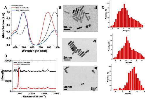 Figure 1 (A) Normalized UV-Vis absorption of GdAuNRs (blackline), DOX IN-Gd-AuNRs (red line) and DOX ON-Gd-AuNRs (blue line); (B) TEM images of Gd-AuNrs (panel 1), DOX IN-Gd-AuNRs (panel 2) and; DOX ON-Gd-AuNRs (panel 3) and (C) their corresponding histogram size distribution; (D) Raman spectra of DOX IN-Gd-AuNRs products (black line) and DOX ON-Gd-AuNRs (red line). Experimental conditions: λexc = 785 nm; laser power 20 mW; accumulation time 180 s.