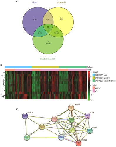 Figure 2. Identification of common DEmRNAs. (A) Venn diagram for three datasets; (B) hierarchical clustering analysis of common DEmRNAs in three datasets. Row and column represented DEmRNAs and samples, respectively. The color scale represented the expression levels. (C) Protein–protein interaction (PPI) among common DEmRNAs.