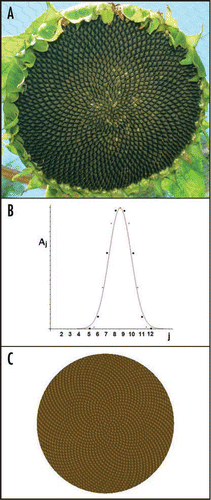 Figure 1 (A) A sunflower seed head. The seeds trace out families of spirals in the Fibonacci sequence. Photo courtesty of John Palmer. (B) A theoretical invariant curve A(r,j) (in red) which gives the amplitude Aj of the Fourier mode of angular wavenumber mj at radius r from the apex center. The curve is plotted as a function of j for fixed r. As r increases, the curve moves to the right but does not change shape. In dots are a calculation of the invariant curve from the order parameter equations, as described recently.Citation20,Citation21 (C) The graph of the Fourier approximation, w(r,θ)=∑j=110A(r,j)cos⁡(∫ljdr+mjθ),. of the plant surface where the mj lie in the Fibonacci sequence. The r-dependent radial wavenumbers lj and a derivation of the curve A(r,j) are given in reference Citation21. (B and C) are reproduced with permission from reference Citation20.