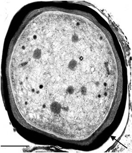 Fig. 12. Transmission electron micrograph of a 14-day-old culture of the cyanobacterium LEGE 06123 in liquid medium ASNIII supplemented with 400 µM of iron (FeCl3 · 6H2O). The arrow shows the metal accumulation outside the cell. Scale bar: 0.5 µm.