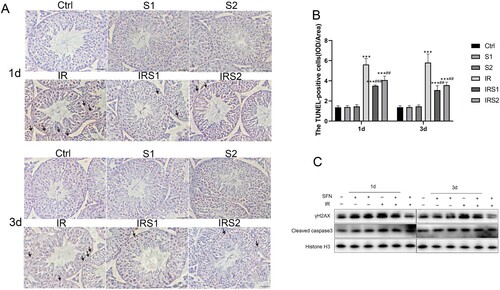 Figure 2. Effects of SFN on apoptosis and DNA damage of testicular germ cells after ionizing radiation. (A) The apoptosis cells were determined by TUNEL staining. Bar =50μm. →Indicates TUNEL-positive cells. (B) The TUNEL-positive cells frequency in mice testes. (C) Relative protein levels of γH2AX and Cleaved-caspase3 detected by Western blot, n = 3 for each group. * p < 0.05, ** p < 0.01, *** p < 0.001vs Ctrl; # p < 0.05, ## p < 0.01, ### p < 0.001vs IR.