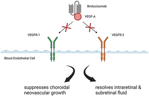 Figure 1 Mechanism of action of Brolucizumab.