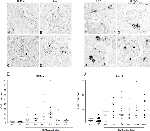 Figure 2. Representative sections of glomerular immunostaining for PCNA (A–D) and for Mac-2 (F–I) in IL12+/+ (A, F) and IL12–/– (B, G) control mice, and in IL12+/+ (C, H) and IL12–/– (D, I) habu snake venom-treated mice. Graphs depict the number of PCNA (E) and Mac-2 (J) positive cells/glomerular tuft, and horizontal bars mean median (objective X40).