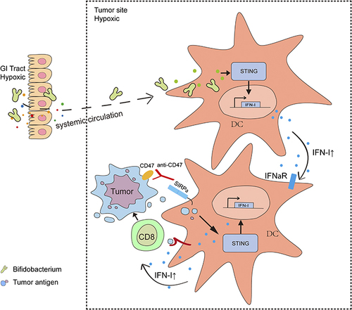 Figure 6 Schematic illustration depicts the mechanism by which gut microbiota (Bifidobacterium) preferentially colonize in tumor sites and facilitate immunotherapy via STING signaling.