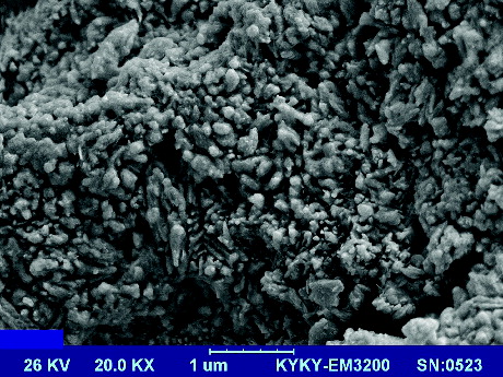 Figure 3. SEM image of CS/PRh nanocomposite.