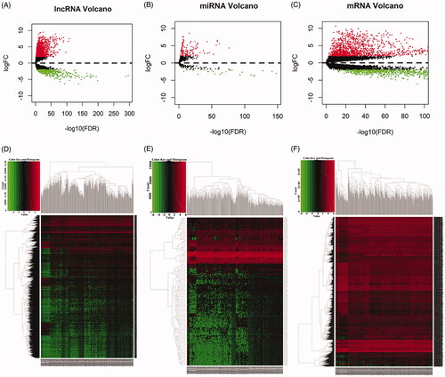 Figure 1. Volcano maps and heat maps of differentially expressed RNAs between lung squamous cell carcinoma tissues and normal tissues. (A) Volcano plot of LUSC-specific lncRNAs. (B) Volcano plot of LUSC-specific miRNAs. (C) Volcano plot of LUSC-specific mRNAs. (D) The hierarchical clustering heat maps of LUSC-specific lncRNAs. (E)The hierarchical clustering heat maps of LUSC-specific miRNAs. (F) The hierarchical clustering heat maps of LUSC-specific mRNAs.