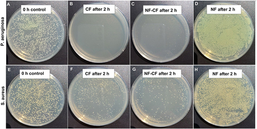 Figure 11 Antibacterial test based on CFU counting method. The initial CFU for both P. aeruginosa (A) and S. aureus (E) was around 5×107 CFU/mL (around 300–500 colonies on dilution 1×10−4). CFU decrease of at least three orders of magnitude was observed after 2h of incubation in the presence of CF (B and F) or NF-CF (C and G). No influence -of NF on bacterial growth was observed (D and H).