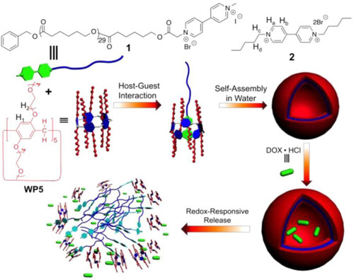 Figure 2 Chemical structures of WP5 and polymer 1, as well as schematic illustration of the redox-responsive self-assembly between WP5 and 1 in water.Notes: Reprinted with permission from Chi XD, Yu GC, Ji XF, et al. Redox-responsive amphiphilic macromolecular [2] pseudorotaxane constructed from a water-soluble pillar[5]arene and a paraquat-containing homopolymer. ACS Macro Lett. 2015;4:996–999.Citation55; Copyright 2015, American Chemical Society.