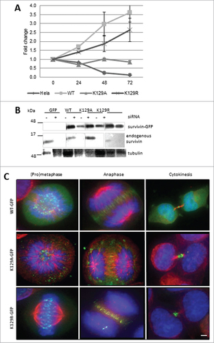 Figure 3. K129A cannot support mitosis. (A) Cell proliferation (expressed as fold increase) after siRNA removal of endogenous survivin at 24h intervals. Standard deviation of the mean is indicated for triplicates readings within a resazurin assay. Graph is representative of 3 independent repeats. (B) Immunoblot demonstrating efficacy of removal of endogenous survivin, and resistant expression of the ectopic forms. The blot was also probed with anti-tubulin to ensure equality of loading (data not shown). Lanes were spliced to remove irrelevant samples. (C) Fluorescence images of survivin variant (green) localization in mitotic cells after removal of endogenous survivin. Immunostaining reveals microtubules (red), and DAPI indicates DNA (blue). In the absence of endogenous survivin K129A localization is disrupted. Bar 5 μm. Black and white images of GFP signal are available in Figure S1B.