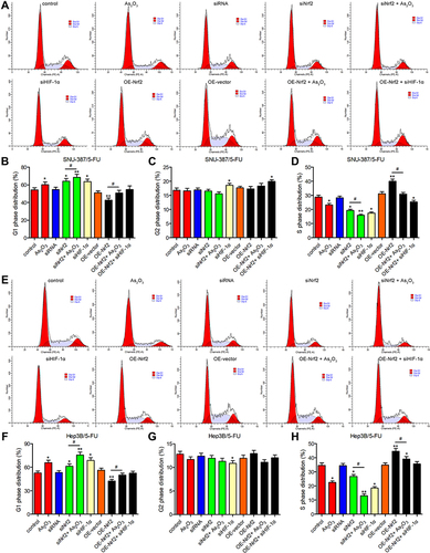 Figure 5 The combination of As2O3 and siNrf2 induced G1 cell cycle arrest of 5-FU-resistant HCC cells. The cell cycle was analyzed using flow cytometry after treatment with or without 20 μM As2O3 for 24 h in (A–D) SNU-387/5-FU and (E–H) Hep3B/5-FU cells. All data are expressed as mean ± SEM. *P < 0.05; **P < 0.01; versus the control group. #P < 0.05; versus the indicated groups.