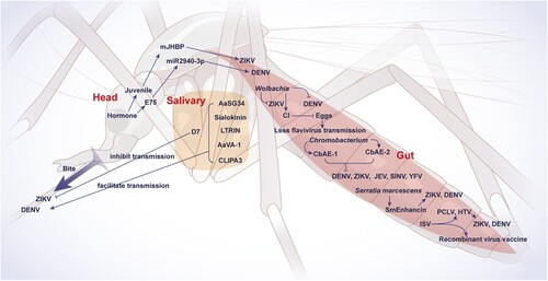 Figure 4. Mosquito determinants regulating infection and transmission of flaviviruses. An overview of mechanisms by which mosquito determinants regulate flaviviruses’ infection and transmission is shown. The abbreviations used are spelled out as follows: AaSG34, Aedes aegypti salivary gland protein of 34 kDa; AaVA-1, Aedes aegypti venom allergen-1; CbAE, Chromobacterium antiviral effector; CI, cytoplasmic incompatibility; DENV, dengue virus; E75, ecdysone-induced protein-75; HTV, Humaita Tubiacanga virus; ISV, Insect-specific viruses; JEV, Japanese encephalitis virus; mJHBP, mosquito juvenile hormone-binding protein; PCLV, Phasi Charoen-like virus; SINV, Sindbis virus; YFV, yellow fever virus; ZIKV, Zika virus. D7 and LTRIN are mosquito salivary proteins. CLIPA3 is a mosquito saliva serine protease.