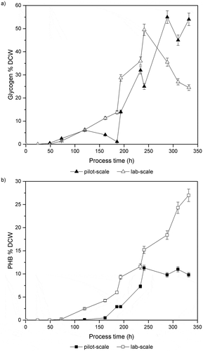 Figure 2. Photosynthetic cultivation of MT_a24 using a self-limiting media both in a one-litre lab-scale reactor and a 40-litre pilot-scale photobioreactor (a) glycogen accumulation and (b) PHB content. Data represent the mean ± SD from three measured samples of three independent runs of cultivation.