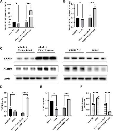 Figure 5 MiR-17-5p inhibits the expression of NLRP3 and improves cellular glucose uptake by targeting TXNIP. (A and B) The mRNA expression of TXNIP and NLRP3 in HTR8/SVneo cells transfected by mimic + TXNIP Vector, mimic + Vector Blank, mimic or mimic NC respectively. (C–E) Representative images and quantitative analysis of TXNIP and NLRP3 protein expression. (F) Relative quantitative analyses of glucose consumption. *P<0.05, **P<0.01, ***P<0.01, ****P<0.0001.