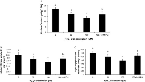 Figure 3. (A) Proline content (B) γ-GK activity and (C) γ-GPR activity in Salvinia plants grown under varying concentration (0, 50, 100 µM) and 100 µM of H2O2 supplemented with 1mM putrescine (100 µM + 1 mM Put). The values are plotted from means (± SE) of replication (n = 3), (P ≤ 0.05).