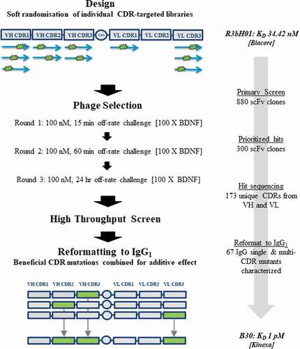 Figure 1. Workflow for anti-BDNF antibody affinity maturation