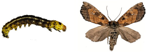 Figure 1. Gortyna guizhouensis Wu, Yang, and Han, Citation2022 (Lepidoptera, Noctuidae): (A) Larva. The larva is black and orange-yellow; (B) Adult. The ground color of the forewings is golden-red and veins are indistinct; a dark streak is present between the orbicular and reniform spots. Photos by Meng Leng.