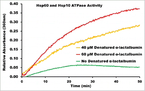 Figure 3. ENZCHEK ATPase Assay of Recombinant Human Mitochondrial Hsp60 and Hsp10. Purified Hsp60 and Hsp10 in the presence of α-lactalbumin at 40 μM and 60 μM concentrations, and in the absence of α-lactalbumin. The rise in absorbance for Hsp60/10 without denatured α-lactalbumin can be attributed to self-hydrolysis of ATP over the time interval of the reaction.