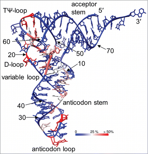 Figure 10. Frequency of modification marked on the structure of yeast tRNAPhe (PDB ID: 1ehz). The color scale from blue via white to red indicates the percentage in which each position is modified when all sequenced tRNAs are considered. The arrow indicates the interface of interactions between the D- and TΨ-loops.