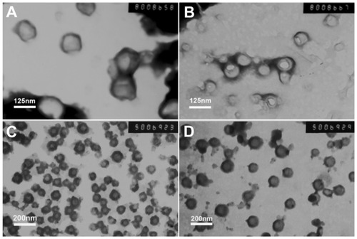 Figure 2 Transmission electron microscopic images of nanoparticles at different pH levels. (A) and (B) are mPEG45-PH15-PLLA82 nanoparticles. (C) and (D) are mPEG45-PH30-PLLA82 nanoparticles. The pH value of (A) and (C) was 5.0 and that of (B) and (D) was 7.4.Abbreviation: mPEG-PH-PLLA, methoxyl poly(ethylene glycol)-poly(L-histidine)- poly(L-lactide).