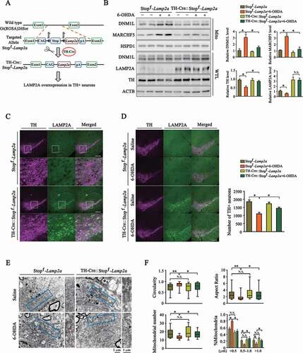 Figure 6. Validation of CMA-MARCHF5-DNM1L axis in the SNc DA neurons expressing LAMP2A transgene. (A) A schematic presentation of the process of generating the TH-Cre::Stopf-Lamp2a transgenic mouse line. (B) 6-OHDA-induced changes in Stopf-Lamp2a and TH-Cre::Stopf-Lamp2a mouse brains. 6-OHDA (3 μg) or same volume of saline was stereotactically injected into the SNc region of Stopf-Lamp2a or TH-Cre:: Stopf-Lamp2a mouse. After 7 days, the SNc regions were harvested. Whole tissue lysates (WTL) or purified mitochondrial preparations were blotted. Quantifications of the indicated proteins are shown. (n = 3 animals per group). (C) Image analysis of the DA neurons of SNc. Representative immune-fluorescent images show the levels of TH (purple, Alexa Fluor 647) and LAMP2A (green, Alexa Fluor 488) in the Stopf-Lamp2a and TH-Cre::Stopf-Lamp2a mouse brains. Scale bar: 200 μm. The bottom two rows show the enlarged areas. (D) Imaging analysis of the effects of 6-OHDA in the SNc region of Stopf-Lamp2a or TH-Cre::Stopf-Lamp2a mouse brains. 6-OHDA was stereotactically injected in the SNc region of Stopf-Lamp2a or TH-Cre::Stopf-Lamp2a mouse. Immunofluorescence analysis was performed and representative images are shown. Scale bar: 200 μm. Right panel shows the quantification of TH-positive neurons in the SNc region. (n = 3 animals per group). (E) Transmission electron microscope (TEM) analysis of mitochondria in the SNc regions of from Stopf-Lamp2a or TH-Cre::Stopf-Lamp2a. The experiments were carried out as in (D). The SNc regions were analyzed by TEM and representative images are shown. (F) Quantification of mitochondrial morphological parameters and number. The boundaries of 25th and 75th percentiles are plotted in graphs for mitochondria aspect ratio, circularity (n = 200 mitochondria per group) and number per micrograph (n = 13 per group). Mitochondria are classified into three different groups according to their length (<0.5 μm, 0.5–1.0 μm and >1.0 μm) and their relative quantities were calculated (n = 200 mitochondria per group). Data are expressed as mean ± S.E.M. (Two-way ANOVA followed by Tukey’s post test for B, D and F [%Mitochondria]. Kruskal–Wallis tests followed by Dunn’s test for F [aspect ratio, circularity and mitochondrial number], *P < 0.05, **P < 0.01)