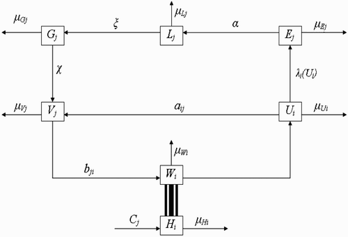 Figure 1. Schematic framework showing the inter-relationship between the different classes of vector populations and also the life cycle of vectors at breeding site.