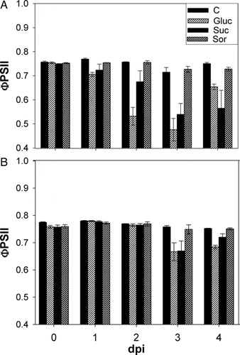 Figure 1. Effects of sugar treatment on ΦPSII. ΦPSII was measured at the base (A) and tip (B) of sunflower healthy leaves incubated for 4 days with either water (C) or 200 mM sugar solutions: glucose (Gluc), sucrose (Suc) or sorbitol (Sor). Results are expressed as mean ± SE of four independent experiments.