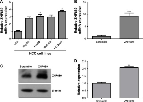 Figure 6 Overexpression of ZNF689 antagonizes miR-339 inhibitory effect on HCCLM3 cells.