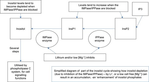 Figure 1 Inositol cycle showing how blockage of IMPase creates inositol depletion and inositol phosphate enhancement.