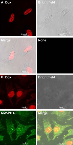 Figure 9 Confocal microscopy images of (A) free doxorubicin (Dox) and (B) multiwalled (MW) polyglycolic acid (PGA)-Dox carbon nanotubes incubated with HeLa cells for 2 hours. Red fluorescence means Dox and green fluorescence means PGA.