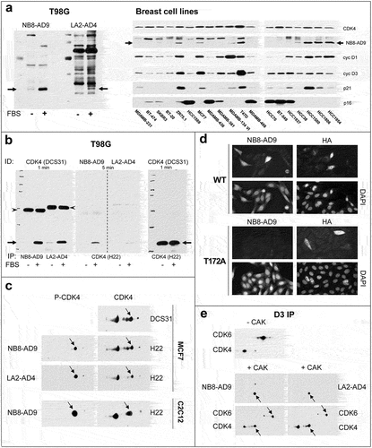 Figure 5. Characterization of purified mAbs NB8-AD9 and LA2-AD4.