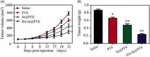 Figure 8. (A) Tumor volume changes of the mice after intravenous injection of saline, PTX, Se@PTX, and HA-Se@PTX. (B) Tumor weight analysis of mice after 21 days treatment. *p < .05, **p < .01 vs. saline group.