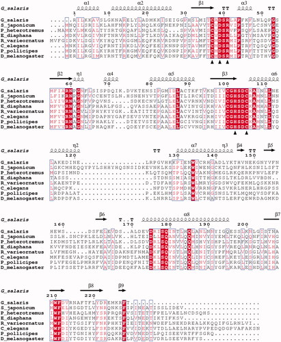 Figure 3. Alignment of GsaCAβ sequence with β-CA sequences of other metazoans. The conserved hallmark catalytic-site sequences of β-CAs, CXDXR and HXXC, are shown with black triangles (C: Cysteine, D: Aspartic acid, H: Histidine, R: Arginine, X: any residue). Columns with fully conserved residues are shown as red with white letters. Boxed columns denote positions in which at least 80% of residues are of similar type. The top line shows secondary structures derived from our GsaCAβ model. α: α-helices; β: β-strands; η: 310-helices; T: turns.