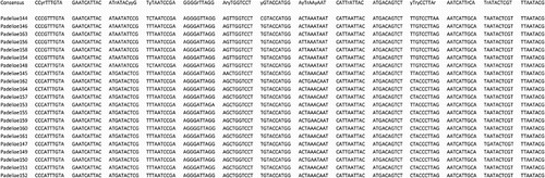 Figure 1. The 138 nucleotide region of the mitochondrial d-loop amplified by the primers Clade_1For, Clade_2For and Clade 1/2Rev. The consensus sequence uses the IUPAC codes for variable sites in the alignment (r = A or G, y = C or T).