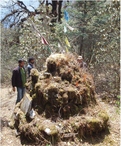 FIGURE 16. The lowest mani wall (3001 m a.s.l.) in Langtang Valley is found near Ghoratabela (Fig. 4). According to oral tradition, this is the original mani wall and has never been cleaned. This mani wall is almost entirely covered by mosses. Note that this mani wall occurs far below the lower elevation limit for R. geographicum (3523 m a.s.l.).