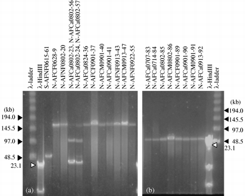 Figure 1  Pulsed-field gel electrophoresis images of the genomes of 21 phages. (a) Phages with genomes of 40, 60, 100 and 160 kb. Phages N-AFCa0802-23, N-AFCa0802-24, N-AFCa0802-56 and N-AFCa0802-57 were purified individually and subjected to sequence analyses. (b) Phages with genomes of 60 kb.