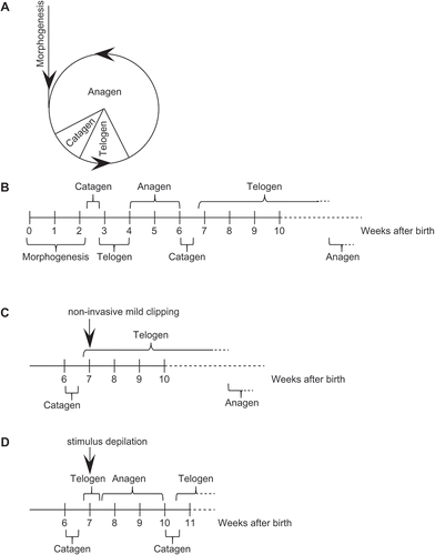 Figure 1. Schematic representation of the hair cycle in C3H/He mice. (a) Phases of the hair follicle cycle. The hair cycle of mouse is determined in a strict time-dependent manner[Citation1,Citation13]. (b) Time scale of the hair cycle in normal conditions. (c) Time scale of the hair cycle after noninvasive mild clipping (arrow). (d) Time scale of the hair cycle after stimulus depilation (arrow). All the hair follicles simultaneously enter the anagen stage after depilation in a synchronized manner[Citation1,Citation13].