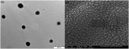 Figure 8. TEM and FeSEM images of P3DL with magnification 88,000× and 100,000×, respectively.