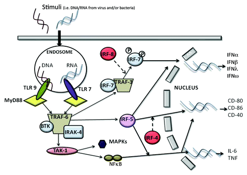 Figure 1. The recognition of a stimulus by pDCs via TLR7 and/or TLR9 induces the activation of MyD88-dependent signaling pathways that lead to the expression of cytokines such as IL-6 and TNFα, co-stimulatory molecules such as CD80, and the synthesis/release of Type I IFN.
