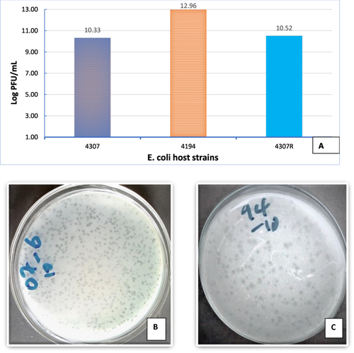 Figure 2 Titration plaque assay of Phages VBO-E. coli 4307, VBW-E. coli 4194 and VBA-E. coli 4307R with their respective host in the same condition. Key: (A) Quantitative study of phages, (B) plaque formation for VBO-E. coli 4307, (C) plaque formation for VBW-E. coli 4194.