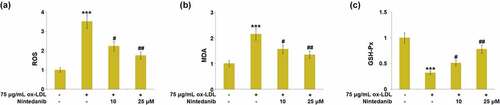 Figure 4. Nintedanib reduces ox-LDL-induced oxidative stress in HUVECs. (a) ROS levels; (b) MDA levels; (c) GSH-Px levels (***, P < 0.001 vs. Vehicle group; #, ##, P < 0.05, 0.01 vs. ox-LDL group).