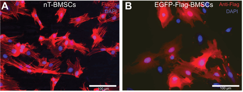 Figure S1 Nontransfected and EGFP-Flag-BMSCs in culture.Notes: (A) nT-BMSCs stained for F-actin filaments (red), demonstrating their regular fibroblast-like shape. (B) Anti-Flag (red) stained BMSCs after nonviral transfection with EGFP-Flag. Nuclear staining with 4′,6-diamidino-2-phenylindole (blue).Abbreviations: EGFP, enhanced green fluorescent protein; BMSCs, bone marrow-derived mesenchymal stromal cells; nT, nontransfected.