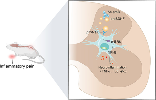 Figure 8 Schematic diagram shows that peripheral inflammation upregulates proBDNF and p75NTR in the spinal cord dorsal horn, which activate the downstream signaling ERK1/2 and NFκB, thereby promoting the spinal neuroinflammation and contributing to inflammatory pain. The administration of Ab-proB or p75NTR-ECD ameliorates inflammatory pain by suppressing ERK1/2-NFκB pathway.