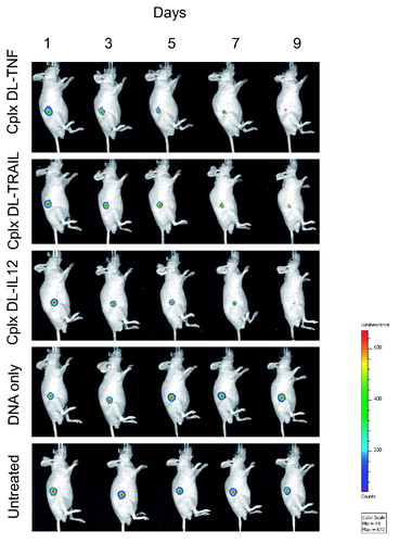 Figure 5. Bioluminescence imaging of the tumoricidal activity of DAB-Lf dendriplex encoding TNFα (‘cplx DT-TNF’), TRAIL (‘cplx DT-TRAIL’), IL-12 (‘cplx DT-IL12’) in a PC-3 M-luc-C6 tumor model. Controls: naked DNA and untreated tumors. The scale indicates surface radiance (photons/s/cm2/steradian).