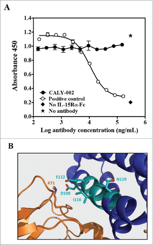 Figure 1. CALY-002 epitope and mode of action. (A) CALY-002 does not prevent IL-15 binding to IL-15Rα. Biotinylated hIL-15 at a single concentration was incubated with immobilized IL-15Rα-Fc in the presence of a titration of antibodies, as described. Data represent mean ± SD of IL-15 binding signal expressed as 450 nM absorbance from one representative experiment. (B) The published structure of the IL-15/IL-15Rαβγ quaternary complex was used to visualize the IL-15 binding epitope of CALY-002. Interleukin-15 is shown in blue, the IL-15 binding motif of CALY-002 in cyan, and IL-15Rβ in orange. The side chain of the critical residues of the binding motif of CALY-002 is highlighted: D109, E112, I116, and N119. K71 of IL-15Rβ directly interacts with D109 of IL-15.