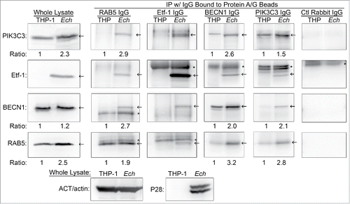 Figure 10. Etf-1 interacts with the RAB5-class III PtdIns3K complex. Co-immunoprecipitation of native Etf-1 with endogenous RAB5, BECN1, and PIK3C3/VPS34. Uninfected (THP) or E. chaffeensis-infected (Ech) THP-1 cells at 2 d p.i. were lysed in modified lysis buffer and immunoprecipitated (IP) with rabbit anti-Etf-1, BECN1, or PIK3C3, or mouse anti-RAB5 IgG cross-linked to protein A/G-magnetic beads for 2 h. Bound proteins were eluted and subjected to western blotting. Arrows indicate the target proteins. *, IgG heavy or light chains. The number under the figure is the density ratio relative to ACT/actin, with uninfected cells set as 1. The absence of a number indicates an infinite ratio (i.e., the protein was absent in the control). Images were representative of 3 experiments with similar results.