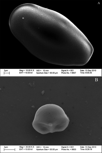Figure 1. SEM micrographs of native avocado seed starch (A) and acetylated avocado seed starch (B) at 1000 × resolution.