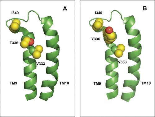 Figure 7.  Possible interaction between TM9 residue 336 and adjacent parts of the protein. (A) Wild-type protein bearing threonine at position 336. (B) Mutant protein bearing tyrosine at position 336. The predicted location of V333, the backbone carbonyl of which is within H-bonding distance of the T336 side-chain, and of the bulky residue I340 in the TM9-TM10 loop, are indicated. The indicated residues are shown in space-filled representation. This Figure is reproduced in colour in Molecular Membrane Biology online.