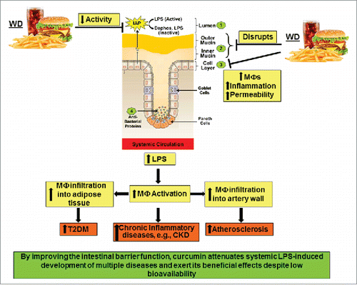 Figure 3. High fat high cholesterol containing Western diet (WD)-mediated disruption of intestinal barrier function and its systemic consequences. WD decreases the activity of intestinal alkaline phosphatase (IAP), disrupts the mucin layers and increase inflammation of intestinal epithelial cell layer by enhancing infiltration of macrophages. Collectively, these effects lead to increased paracellular permeability and lead to an increase in circulating LPS levels. Systemic and tissue macrophages are activated in response to this metabolic endotoxemia and lead to a chronic inflammatory state that underlie the development of multiple diseases including chronic kidney disease (CKD). Infiltration of activated macrophages in adipose tissue or artery wall lead to the development of Type 2 Diabetes (T2DM) or atherosclerosis, respectively.