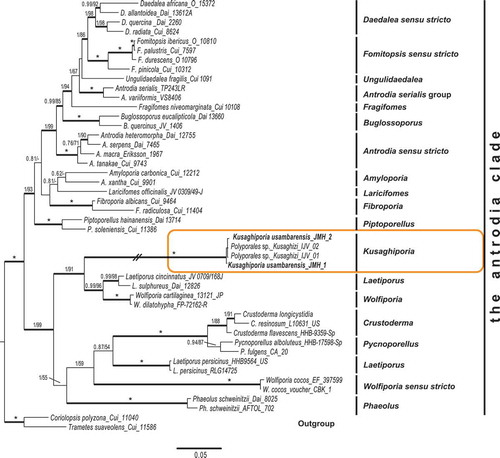 Figure 2. Phylogenetic relationships among Kusaghiporia usambarensis and allied taxa in the “antrodia clade”, based on Bayesian and ML analyses of concatenated nrLSU, nrSSU, RPB1 and TEF1 datasets. The tree was rooted using two species from the “core polyporoid clade” (Coriolopsis polyzona and Trametes suaveolens). The two support values associated with each internal branch correspond to PPs and MLbs proportions, respectively. Branches in bold indicate a support of PP ≥ 0.95 and MLbs ≥ 70%. An asterisk on a bold branch indicates that this node has a support of PP = 1.0 and MLbs = 100. The branch with double-slash is shortened. Clade names follow Han et al. (Citation2016)